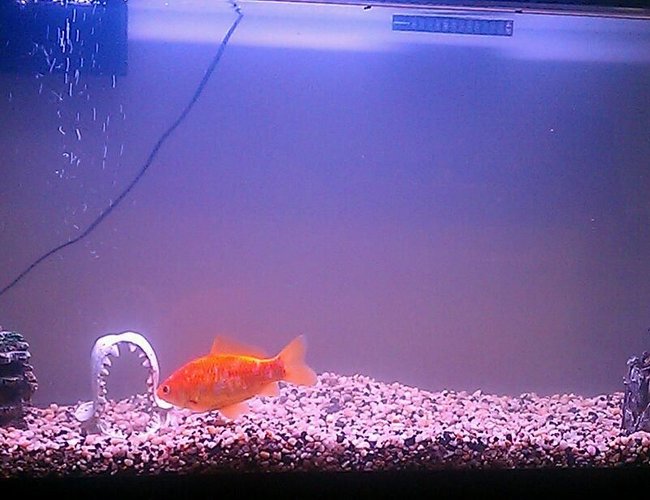 38 gallons freshwater fish tank (mostly fish and non-living decorations) - My tank after the sick fish 38 gallons freshwater fish tank (mostly fish and non-living decorations) - My tank after the sick fish