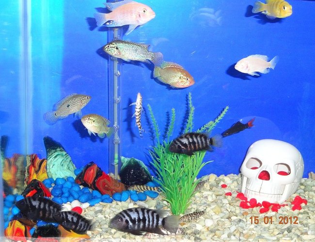 28 gallons freshwater fish tank (mostly fish and non-living decorations) - My Fish Tank 28 gallons freshwater fish tank (mostly fish and non-living decorations) - My Fish Tank