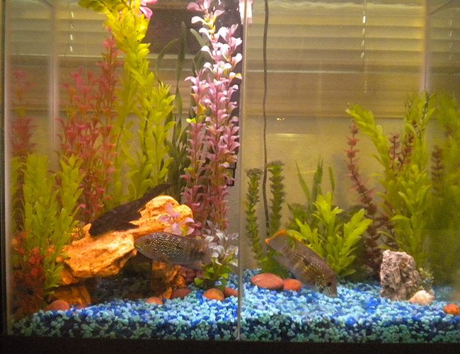 25 gallons freshwater fish tank (mostly fish and non-living decorations) - 25 Gal. 25 gallons freshwater fish tank (mostly fish and non-living decorations) - 25 Gal.