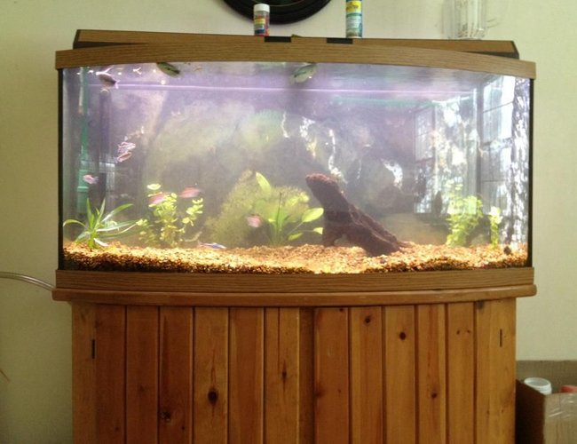 72 gallons freshwater fish tank (mostly fish and non-living decorations) - 72 bow 72 gallons freshwater fish tank (mostly fish and non-living decorations) - 72 bow