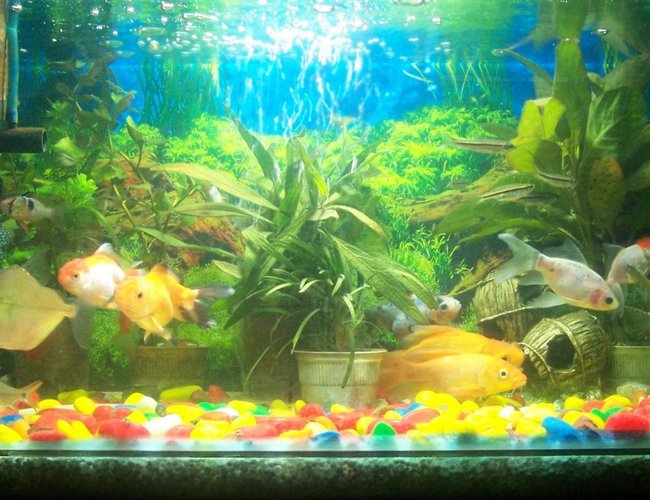 12 gallons freshwater fish tank (mostly fish and non-living decorations) - My Favourite Hobby 12 gallons freshwater fish tank (mostly fish and non-living decorations) - My Favourite Hobby