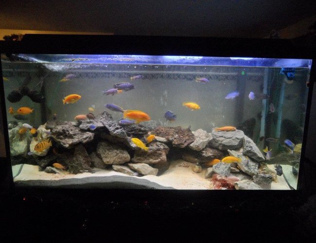 90 gallons freshwater fish tank (mostly fish and non-living decorations) - Lake Malawi Mbuna Reef Tank
90 Gal
48"x18"x24"
Hard Water with salt buffer
200lbs of various real rock
aragonite, crushed coral and live sand mix
1 flourescent tube
3 LED light bubblers
1 bubble snake
Rena Digital Heater
XP3 canister filter
LED Day/Moon light
Deep Water airpump
Day/Night Timer
Residents
Red Zebra
Yellow Zebra
Yellow Lab
Red Top Kimpuna
Yellow Tail Acei
Kenyi
Afra Cobue
Albino Socolofi
Mixed Blue
Kimpuna/Yellow Lab mix
Yellow Zebra/Red Zebra Mix
Elec Blue Hap Male
Sturtigranti Peacock Female
Black Zebra Convict
Pink Convict
Albino Chinese Algae Eater
Sail FIn Pleco
Bristlenose Pleco
Weather loach 90 gallons freshwater fish tank (mostly fish and non-living decorations) - Lake Malawi Mbuna Reef Tank
90 Gal
48"x18"x24"
Hard Water with salt buffer
200lbs of various real rock
aragonite, crushed coral and live sand mix
1 flourescent tube
3 LED light bubblers
1 bubble snake
Rena Digital Heater
XP3 canister filter
LED Day/Moon light
Deep Water airpump
Day/Night Timer
Residents
Red Zebra
Yellow Zebra
Yellow Lab
Red Top Kimpuna
Yellow Tail Acei
Kenyi
Afra Cobue
Albino Socolofi
Mixed Blue
Kimpuna/Yellow Lab mix
Yellow Zebra/Red Zebra Mix
Elec Blue Hap Male
Sturtigranti Peacock Female
Black Zebra Convict
Pink Convict
Albino Chinese Algae Eater
Sail FIn Pleco
Bristlenose Pleco
Weather loach