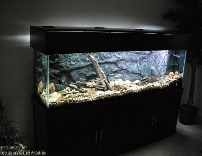 125 gallons freshwater fish tank (mostly fish and non-living decorations) - Full Aquarium Setup 125 gallons freshwater fish tank (mostly fish and non-living decorations) - Full Aquarium Setup