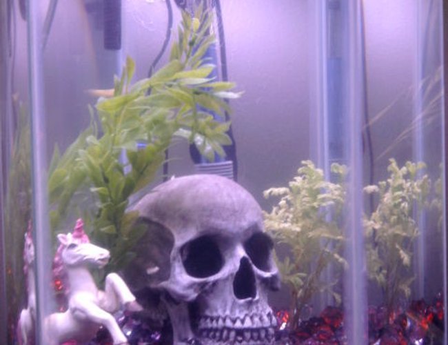 12 gallons freshwater fish tank (mostly fish and non-living decorations) - Our first attempt at an aquarium... fish are kind of hard to see. 12 gallons freshwater fish tank (mostly fish and non-living decorations) - Our first attempt at an aquarium... fish are kind of hard to see.