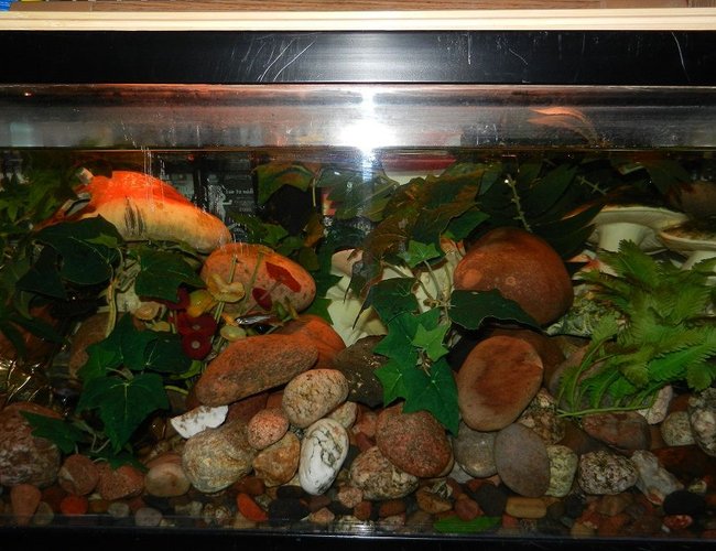 62 gallons freshwater fish tank (mostly fish and non-living decorations) - Shroom tank 62 gallons freshwater fish tank (mostly fish and non-living decorations) - Shroom tank