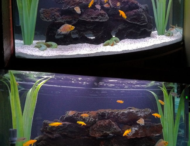 70 gallons freshwater fish tank (mostly fish and non-living decorations) - Double-sided 70G Tanganyika Show Tank with bow-front. 70 gallons freshwater fish tank (mostly fish and non-living decorations) - Double-sided 70G Tanganyika Show Tank with bow-front.