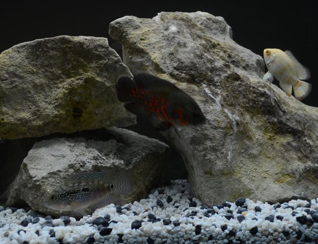 60 gallons freshwater fish tank (mostly fish and non-living decorations) - All 3 fish 60 gallons freshwater fish tank (mostly fish and non-living decorations) - All 3 fish