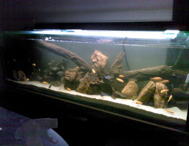 50 gallons freshwater fish tank (mostly fish and non-living decorations) - This is the front of the tank 50 gallons freshwater fish tank (mostly fish and non-living decorations) - This is the front of the tank