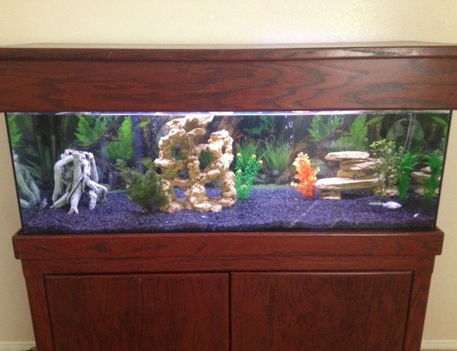65 gallons freshwater fish tank (mostly fish and non-living decorations) - 65 gallon freshwater, a couple lives plants, 5 dalmation mollies, 4 black tetras, 2 plecos 65 gallons freshwater fish tank (mostly fish and non-living decorations) - 65 gallon freshwater, a couple lives plants, 5 dalmation mollies, 4 black tetras, 2 plecos