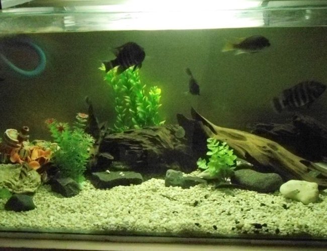 50 gallons freshwater fish tank (mostly fish and non-living decorations) - My 50 gallon tank 50 gallons freshwater fish tank (mostly fish and non-living decorations) - My 50 gallon tank