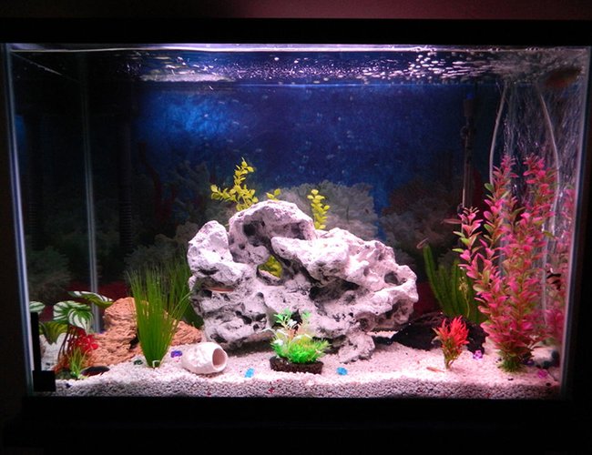 50 gallons freshwater fish tank (mostly fish and non-living decorations) - New tank arrangement. 50 gallons freshwater fish tank (mostly fish and non-living decorations) - New tank arrangement.