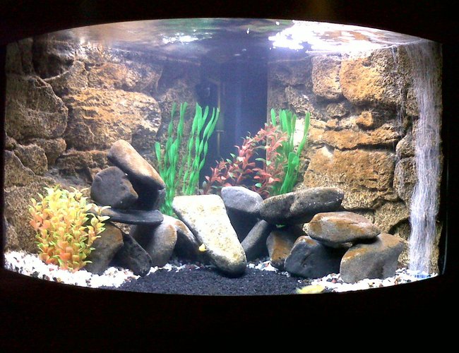 44 gallons freshwater fish tank (mostly fish and non-living decorations) - Mbuna tank 44 gallons freshwater fish tank (mostly fish and non-living decorations) - Mbuna tank