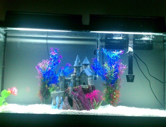 60 gallons freshwater fish tank (mostly fish and non-living decorations) 60 gallons freshwater fish tank (mostly fish and non-living decorations)