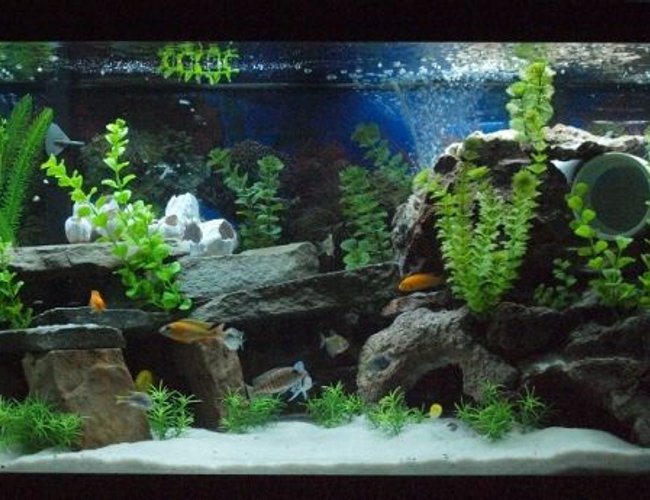 80 gallons freshwater fish tank (mostly fish and non-living decorations) - My Mixed African Cichlid Tank!!! 80 gallons freshwater fish tank (mostly fish and non-living decorations) - My Mixed African Cichlid Tank!!!