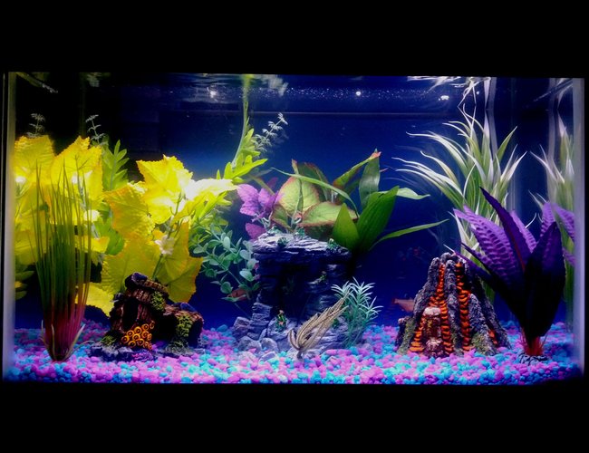 10 gallons freshwater fish tank (mostly fish and non-living decorations) 10 gallons freshwater fish tank (mostly fish and non-living decorations)