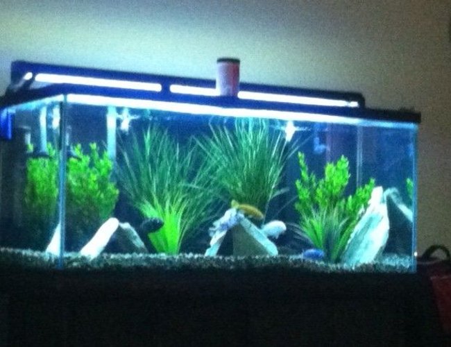 80 gallons freshwater fish tank (mostly fish and non-living decorations) - my cichlad tank sorry its not a clear pic 80 gallons freshwater fish tank (mostly fish and non-living decorations) - my cichlad tank sorry its not a clear pic