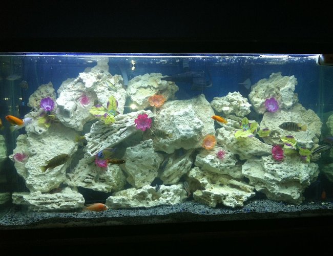 60 gallons freshwater fish tank (mostly fish and non-living decorations) - it speeks for it self. 60 gallons freshwater fish tank (mostly fish and non-living decorations) - it speeks for it self.
