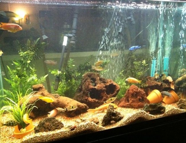 200 gallons freshwater fish tank (mostly fish and non-living decorations) - my beautiful tank! 200 gallons freshwater fish tank (mostly fish and non-living decorations) - my beautiful tank!