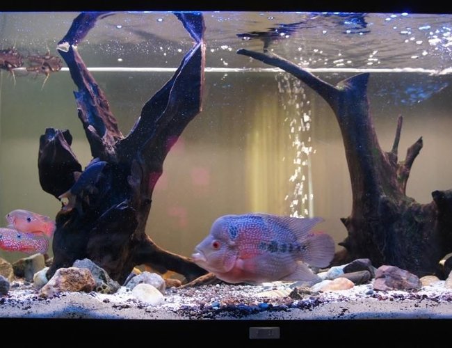 60 gallons freshwater fish tank (mostly fish and non-living decorations) - Our tank, with fish... there is our flowerhorn, a catfish, some butterfly fish, and some chiclid rams :) and a pleco! 60 gallons freshwater fish tank (mostly fish and non-living decorations) - Our tank, with fish... there is our flowerhorn, a catfish, some butterfly fish, and some chiclid rams :) and a pleco!