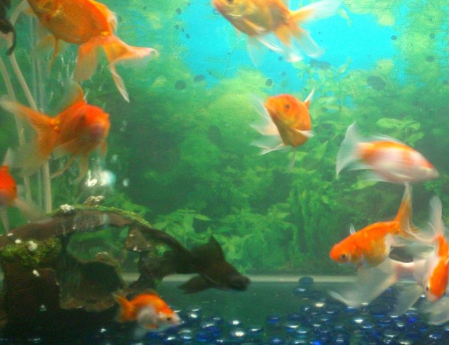 25 gallons freshwater fish tank (mostly fish and non-living decorations) - my goldfish tank 25 gallons freshwater fish tank (mostly fish and non-living decorations) - my goldfish tank