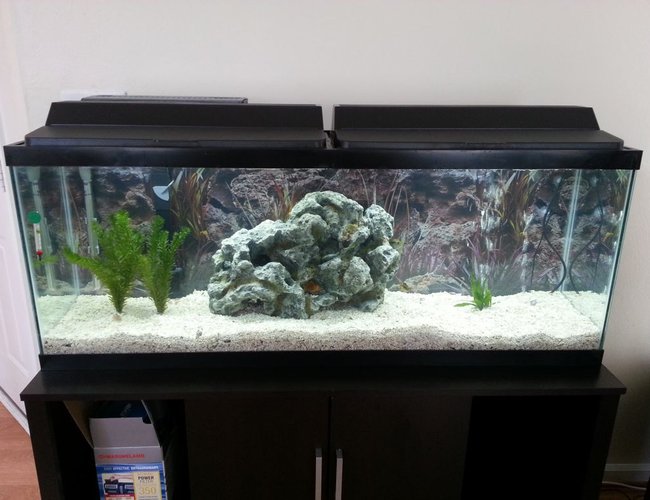 50 gallons freshwater fish tank (mostly fish and non-living decorations) - My New 50 Gallon Tank 50 gallons freshwater fish tank (mostly fish and non-living decorations) - My New 50 Gallon Tank
