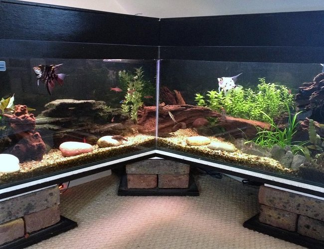 40 gallons freshwater fish tank (mostly fish and non-living decorations) - my 2 year old aquascape 40 gallons freshwater fish tank (mostly fish and non-living decorations) - my 2 year old aquascape