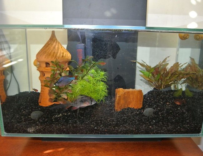 6 gallons freshwater fish tank (mostly fish and non-living decorations) - before light mod 6 gallons freshwater fish tank (mostly fish and non-living decorations) - before light mod