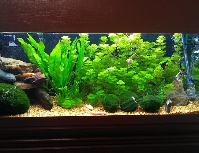 40 gallons freshwater fish tank (mostly fish and non-living decorations) - Freshwater Planted 40 gallons freshwater fish tank (mostly fish and non-living decorations) - Freshwater Planted