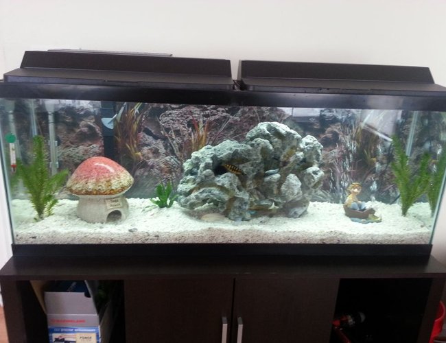 50 gallons freshwater fish tank (mostly fish and non-living decorations) - My new decorations 50 gallons freshwater fish tank (mostly fish and non-living decorations) - My new decorations