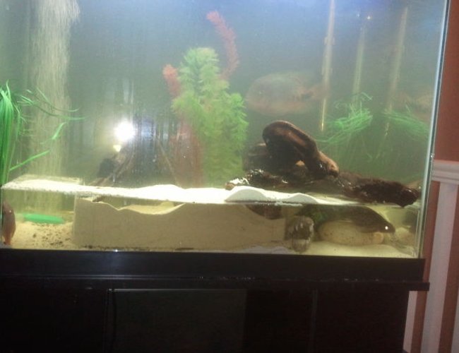 58 gallons freshwater fish tank (mostly fish and non-living decorations) - Vieja Cichlid, Synodontis, Albino Bristle nose, Cory cat, Electric Blue Dempsey
custom made acrylic shelf 58 gallons freshwater fish tank (mostly fish and non-living decorations) - Vieja Cichlid, Synodontis, Albino Bristle nose, Cory cat, Electric Blue Dempsey
custom made acrylic shelf