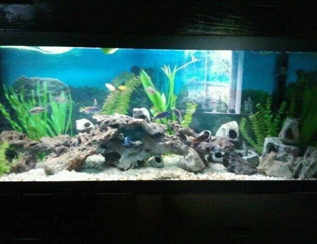 125 gallons freshwater fish tank (mostly fish and non-living decorations) 125 gallons freshwater fish tank (mostly fish and non-living decorations)
