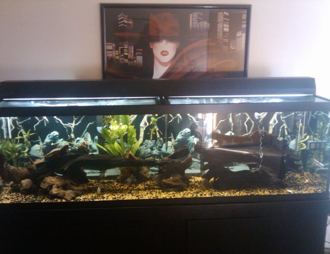 125 gallons freshwater fish tank (mostly fish and non-living decorations) - 125 gallon with 14 hybridpiranhas lots of large peice's of drif wood 1huge amazon sword. 125 gallons freshwater fish tank (mostly fish and non-living decorations) - 125 gallon with 14 hybridpiranhas lots of large peice's of drif wood 1huge amazon sword.