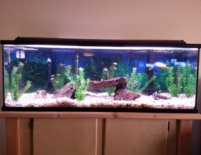60 gallons freshwater fish tank (mostly fish and non-living decorations) - Freshwater 60Gal, electric yellow cichlids, non living decor 60 gallons freshwater fish tank (mostly fish and non-living decorations) - Freshwater 60Gal, electric yellow cichlids, non living decor