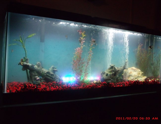 50 gallons freshwater fish tank (mostly fish and non-living decorations) 50 gallons freshwater fish tank (mostly fish and non-living decorations)