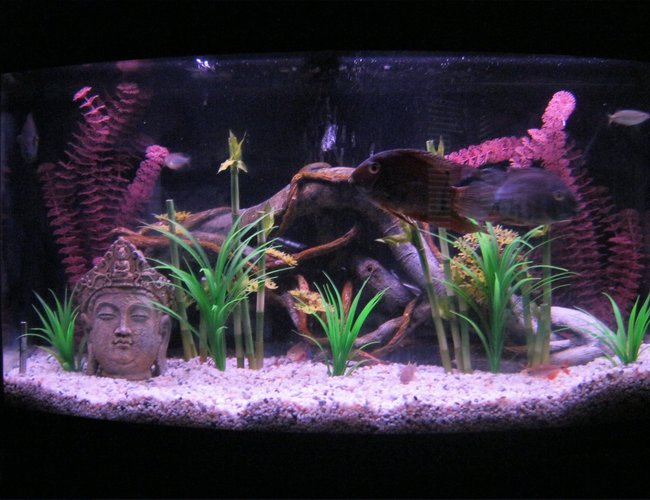 46 gallons freshwater fish tank (mostly fish and non-living decorations) - 46 gallon bow-front tank 46 gallons freshwater fish tank (mostly fish and non-living decorations) - 46 gallon bow-front tank