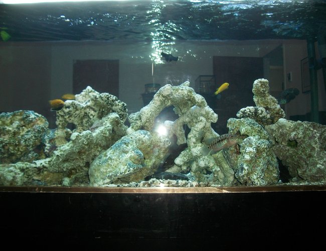 155 gallons freshwater fish tank (mostly fish and non-living decorations) - 155g mixed cichlid tank 155 gallons freshwater fish tank (mostly fish and non-living decorations) - 155g mixed cichlid tank