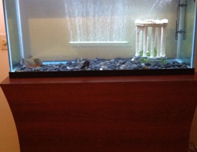 100 gallons freshwater fish tank (mostly fish and non-living decorations) - 100 gallon tank with Custom stand 100 gallons freshwater fish tank (mostly fish and non-living decorations) - 100 gallon tank with Custom stand