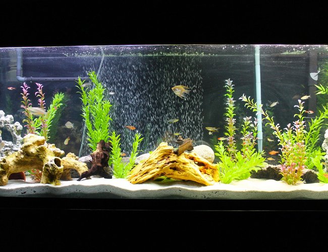 135 gallons freshwater fish tank (mostly fish and non-living decorations) - My 135 gallon freshwater setup 135 gallons freshwater fish tank (mostly fish and non-living decorations) - My 135 gallon freshwater setup