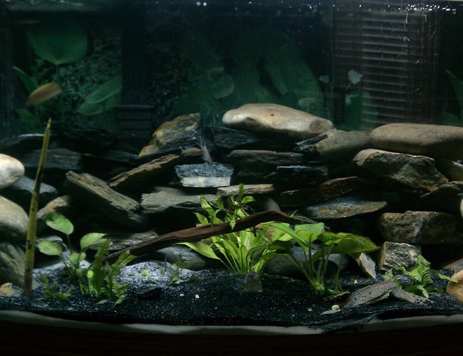 46 gallons freshwater fish tank (mostly fish and non-living decorations) - Just big enough. Simple and easy to care for. 46 gallons freshwater fish tank (mostly fish and non-living decorations) - Just big enough. Simple and easy to care for.