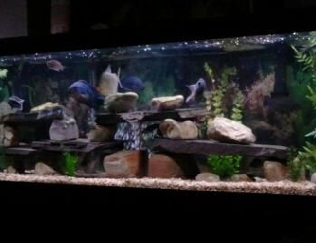 125 gallons freshwater fish tank (mostly fish and non-living decorations) - 125 gallon tank 125 gallons freshwater fish tank (mostly fish and non-living decorations) - 125 gallon tank