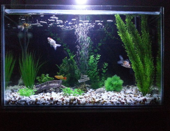 16 gallons freshwater fish tank (mostly fish and non-living decorations) - Ryukins, platty, oranda. 16 gallons freshwater fish tank (mostly fish and non-living decorations) - Ryukins, platty, oranda.