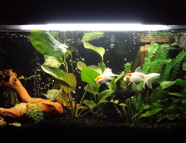 27 gallons freshwater fish tank (mostly fish and non-living decorations) - my tank 27 gallons freshwater fish tank (mostly fish and non-living decorations) - my tank