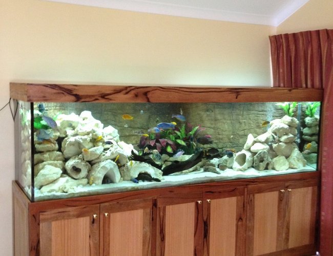 340 gallons freshwater fish tank (mostly fish and non-living decorations) - 340g african cichlid tank 340 gallons freshwater fish tank (mostly fish and non-living decorations) - 340g african cichlid tank