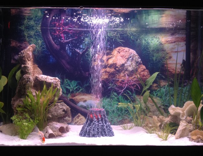 6 gallons freshwater fish tank (mostly fish and non-living decorations) - I am a beginner and this is my first time building a fish tank! so go easy one me xD anything i should i besides fish? my tank isnt fully cycled yet so i will have more soon 6 gallons freshwater fish tank (mostly fish and non-living decorations) - I am a beginner and this is my first time building a fish tank! so go easy one me xD anything i should i besides fish? my tank isnt fully cycled yet so i will have more soon