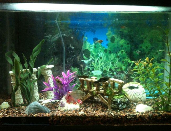10 gallons freshwater fish tank (mostly fish and non-living decorations) - 10 Gallons of Paradise. 9 baby mollys and a couple black-skirt tetras. Hard to get a solid pic when all the babies are zipping around! 10 gallons freshwater fish tank (mostly fish and non-living decorations) - 10 Gallons of Paradise. 9 baby mollys and a couple black-skirt tetras. Hard to get a solid pic when all the babies are zipping around!