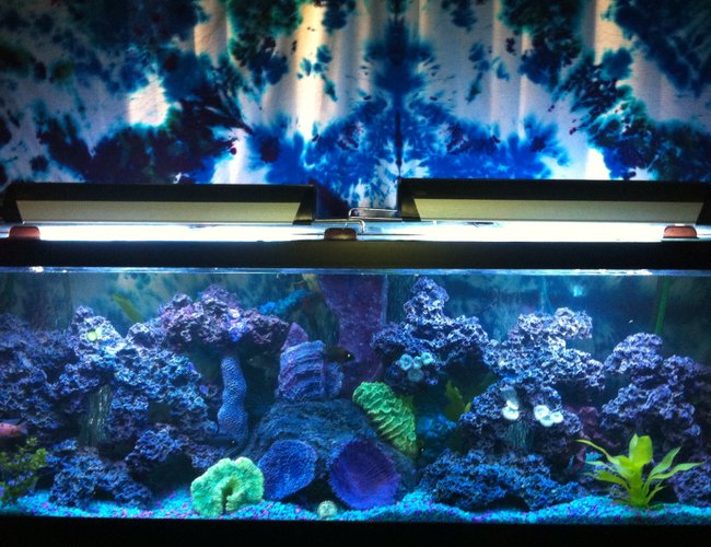 125 gallons freshwater fish tank (mostly fish and non-living decorations) 125 gallons freshwater fish tank (mostly fish and non-living decorations)