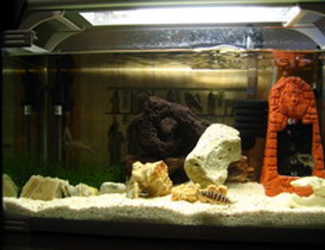 2 gallons freshwater fish tank (mostly fish and non-living decorations) - Egypt Style for Tanganyika Cichlid 2 gallons freshwater fish tank (mostly fish and non-living decorations) - Egypt Style for Tanganyika Cichlid