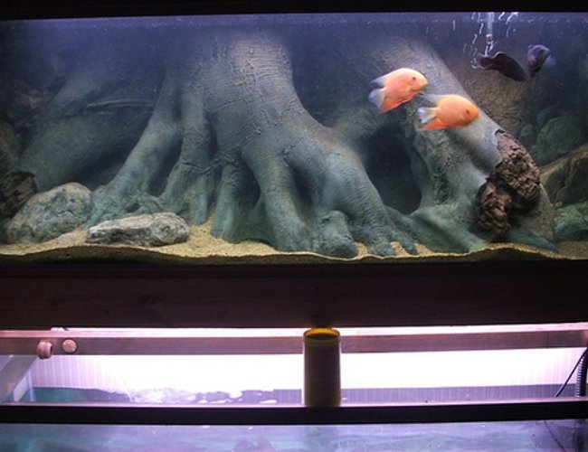 200 gallons freshwater fish tank (mostly fish and non-living decorations) - 7ft south american display tank. 200 gallons freshwater fish tank (mostly fish and non-living decorations) - 7ft south american display tank.