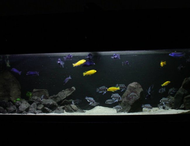 50 gallons freshwater fish tank (mostly fish and non-living decorations) - Frontosa 125g 50 gallons freshwater fish tank (mostly fish and non-living decorations) - Frontosa 125g
