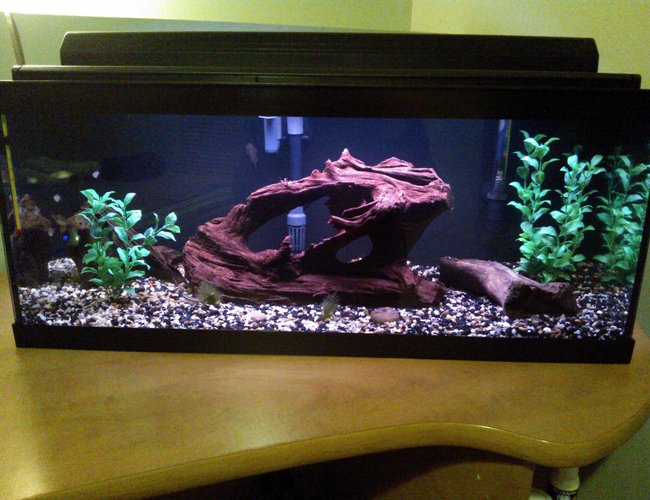 20 gallons freshwater fish tank (mostly fish and non-living decorations) - 20 gallon long Harlequin rasbora tank 20 gallons freshwater fish tank (mostly fish and non-living decorations) - 20 gallon long Harlequin rasbora tank